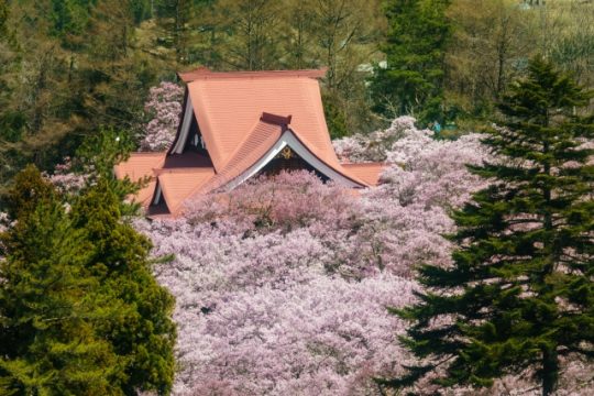 高遠城址公園の桜の例